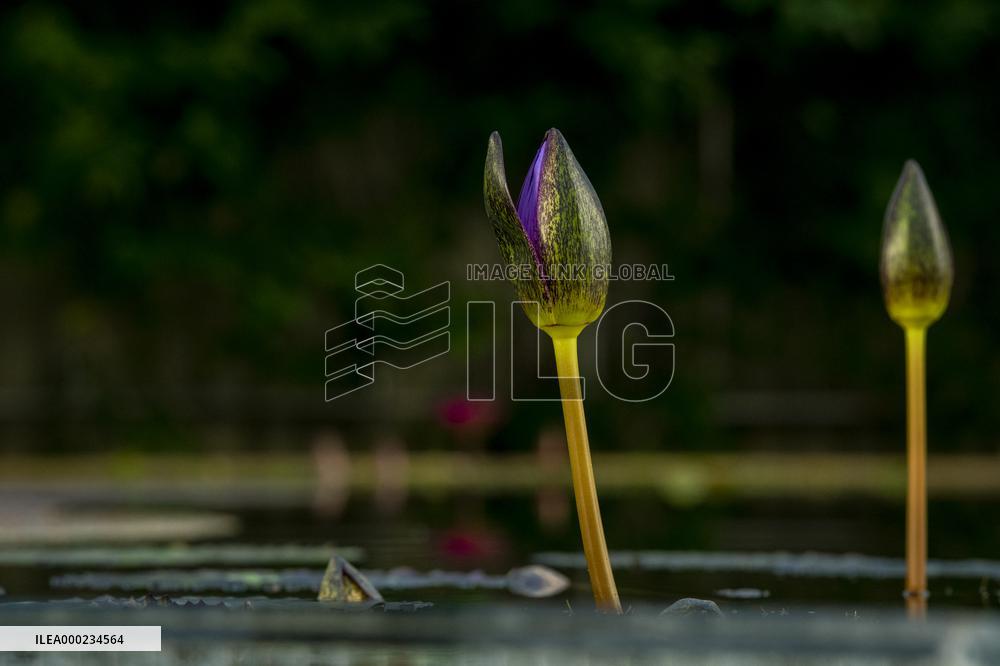 Water Lily Nymphaea Blue Spider