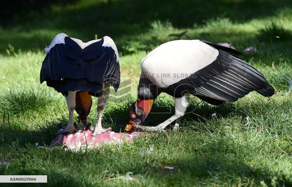 king vulture (Sarcoramphus papa), vultures