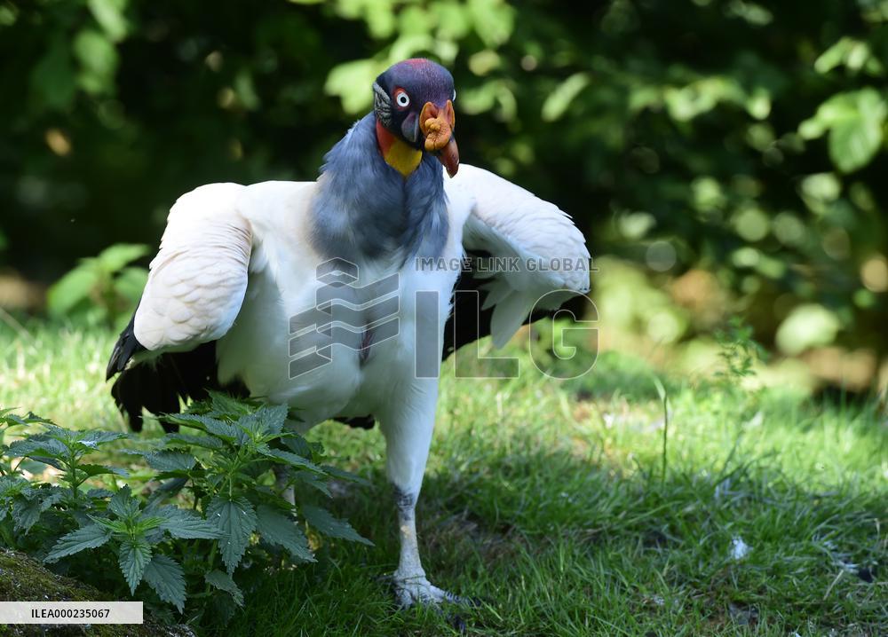 king vulture (Sarcoramphus papa)