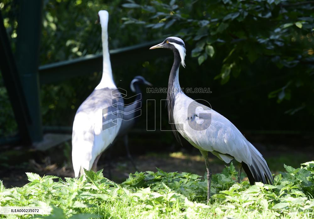 demoiselle crane (Grus virgo)