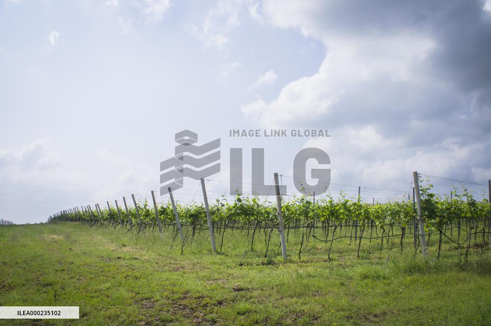 Blatnicka vineyard, wine, landscape, sky, clouds