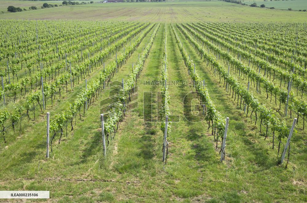 Blatnicka vineyard, wine, landscape, sky, clouds