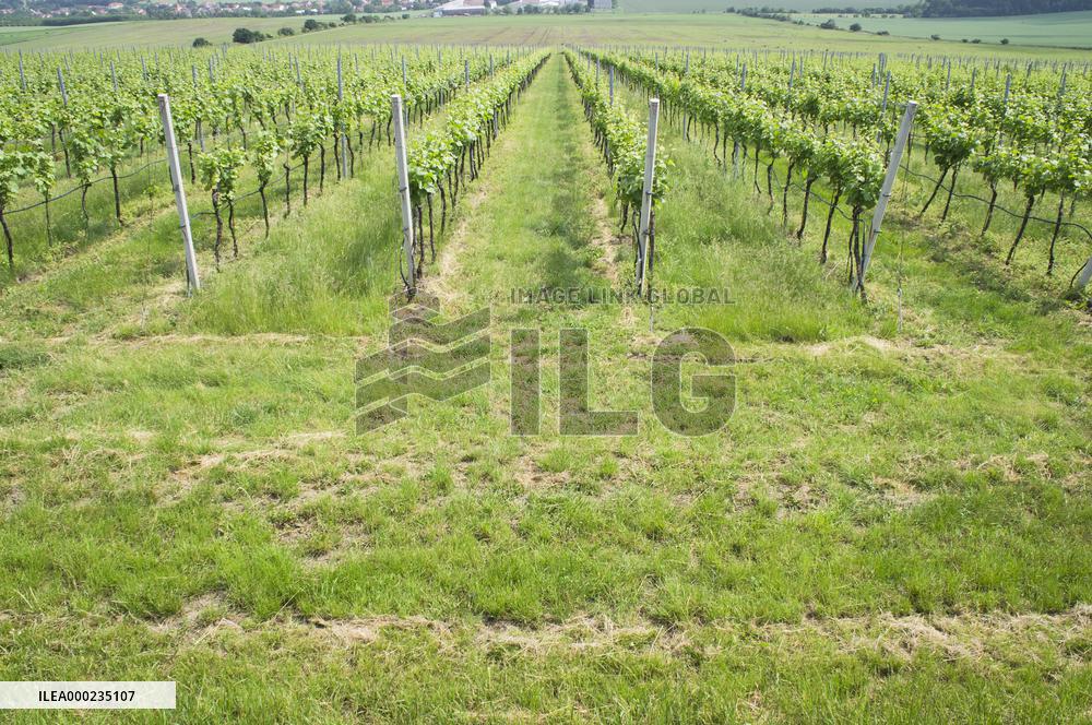 Blatnicka vineyard, wine, landscape, sky, clouds