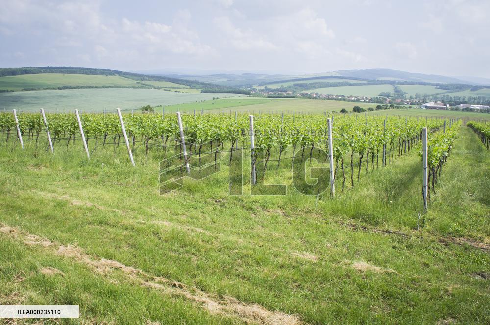 Blatnicka vineyard, wine, landscape, sky, clouds