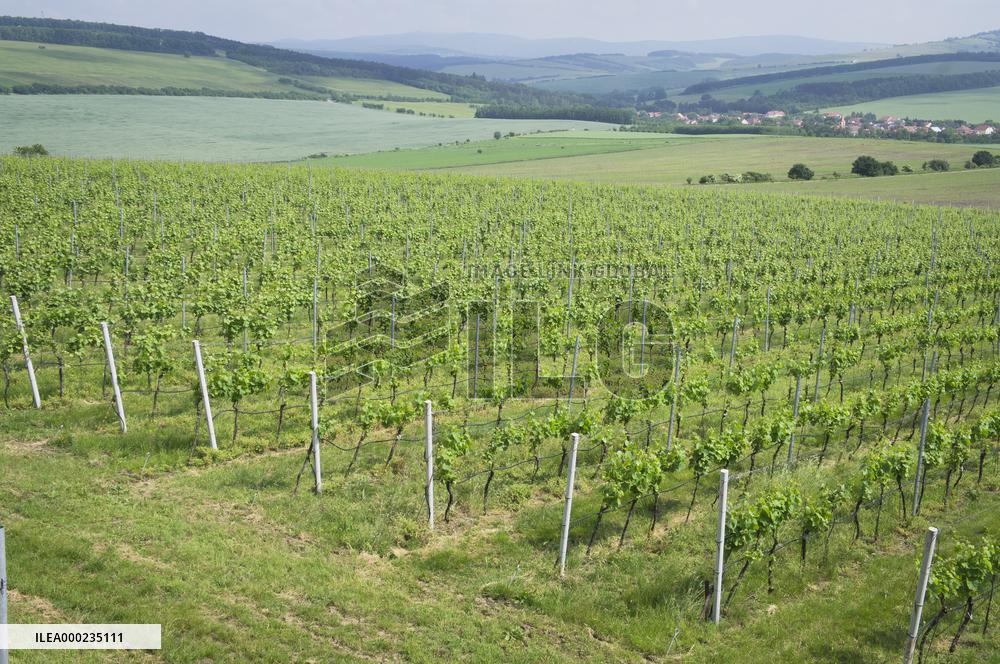 Blatnicka vineyard, wine, landscape, sky, clouds