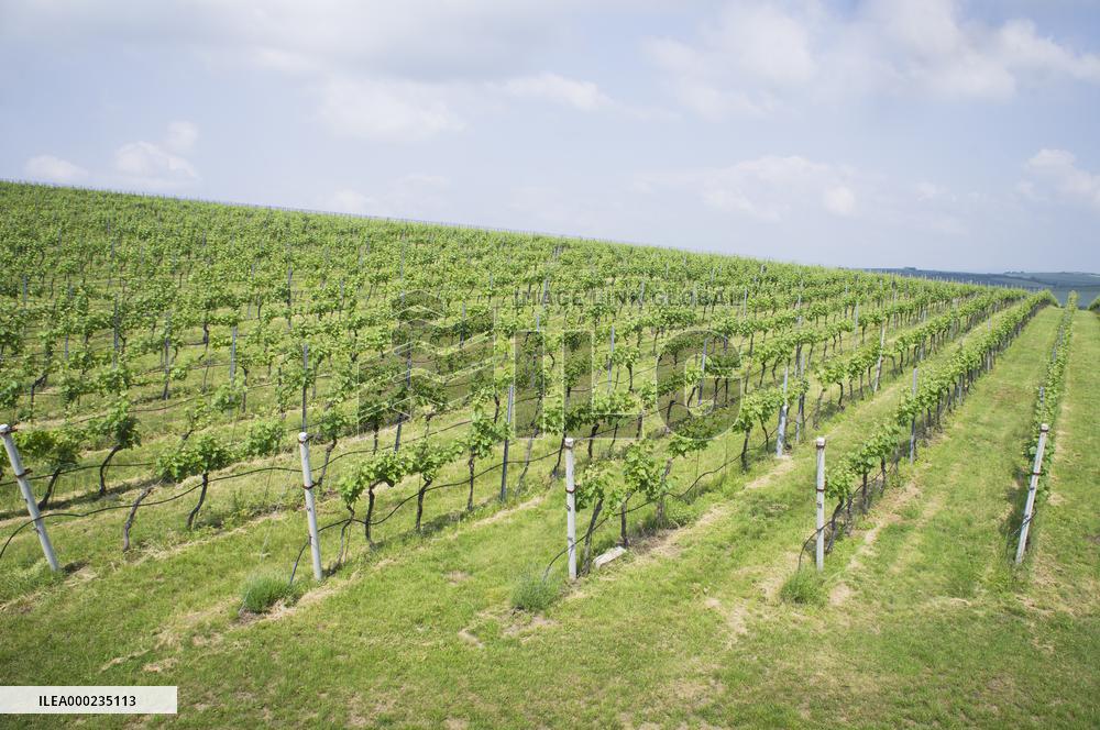 Blatnicka vineyard, wine, landscape, sky, clouds
