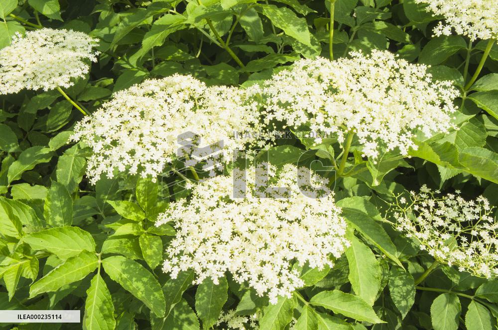 Sambucus nigra, elder, elderberry, black elder, European elder, plant, flower, bloom, blooming shrub