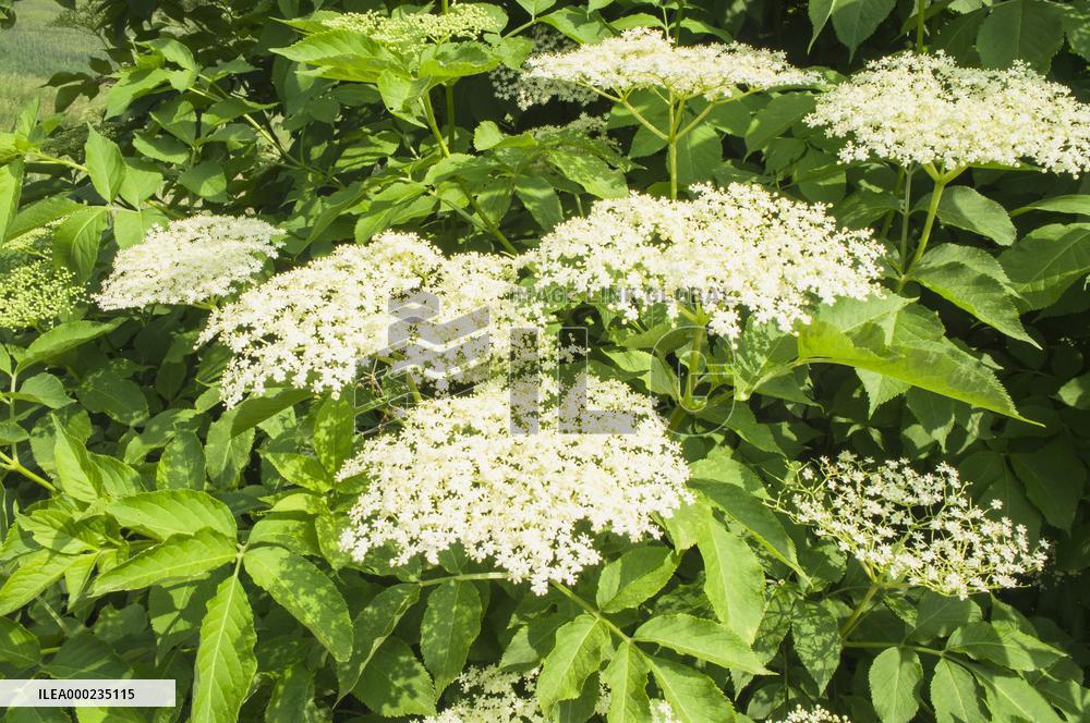 Sambucus nigra, elder, elderberry, black elder, European elder, plant, flower, bloom, blooming shrub