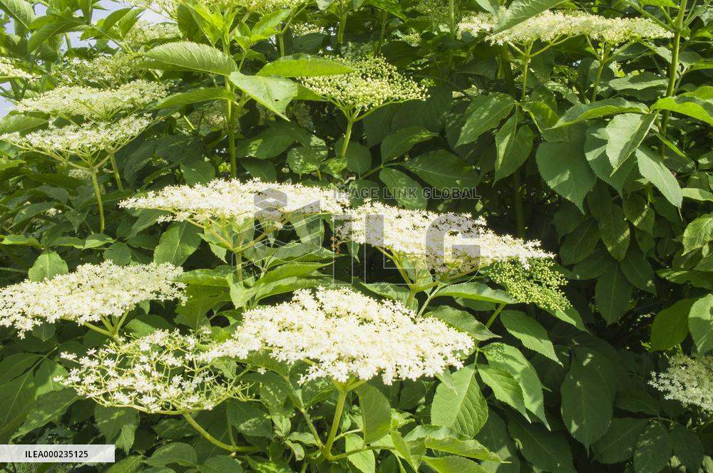Sambucus nigra, elder, elderberry, black elder, European elder, plant, flower, bloom, blooming shrub