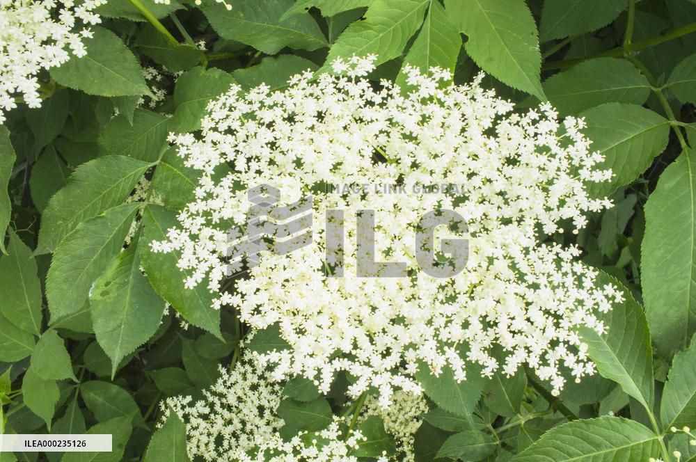 Sambucus nigra, elder, elderberry, black elder, European elder, plant, flower, bloom, blooming shrub