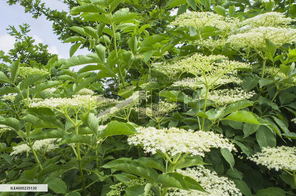 Sambucus nigra, elder, elderberry, black elder, European elder, plant, flower, bloom, blooming shrub