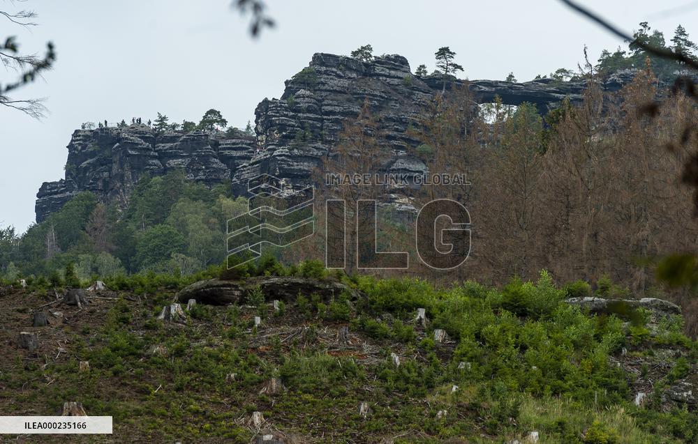 Spruce forests, tree, bark beetle