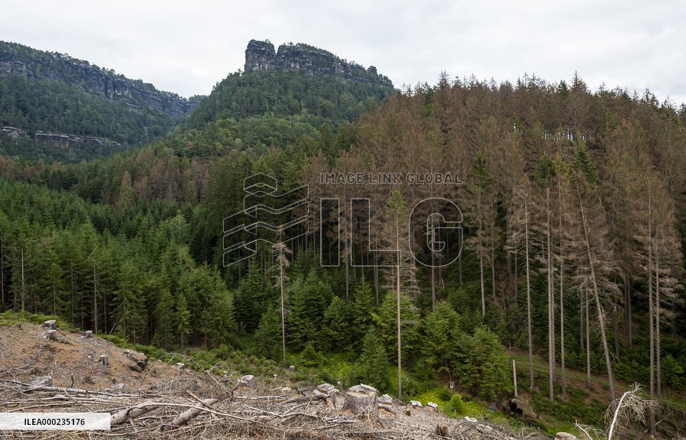 Spruce forests, tree, bark beetle