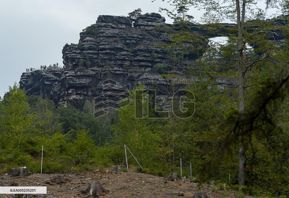 Spruce forests, tree, bark beetle