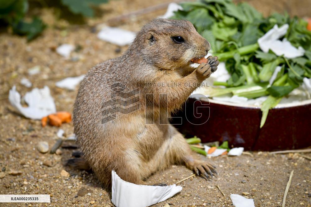 black-tailed prairie dog (Cynomys ludovicianus)