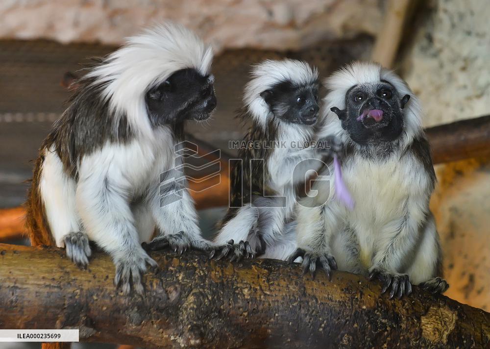 cotton-top tamarin (Saguinus oedipus)