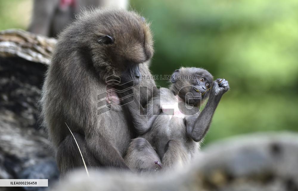 gelada (Theropithecus gelada), monkey