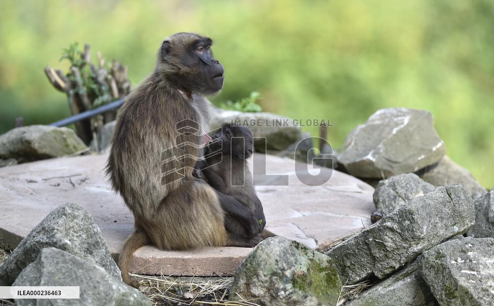 gelada (Theropithecus gelada), monkey