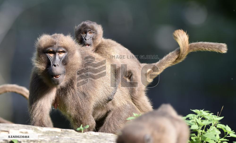 gelada (Theropithecus gelada), monkey