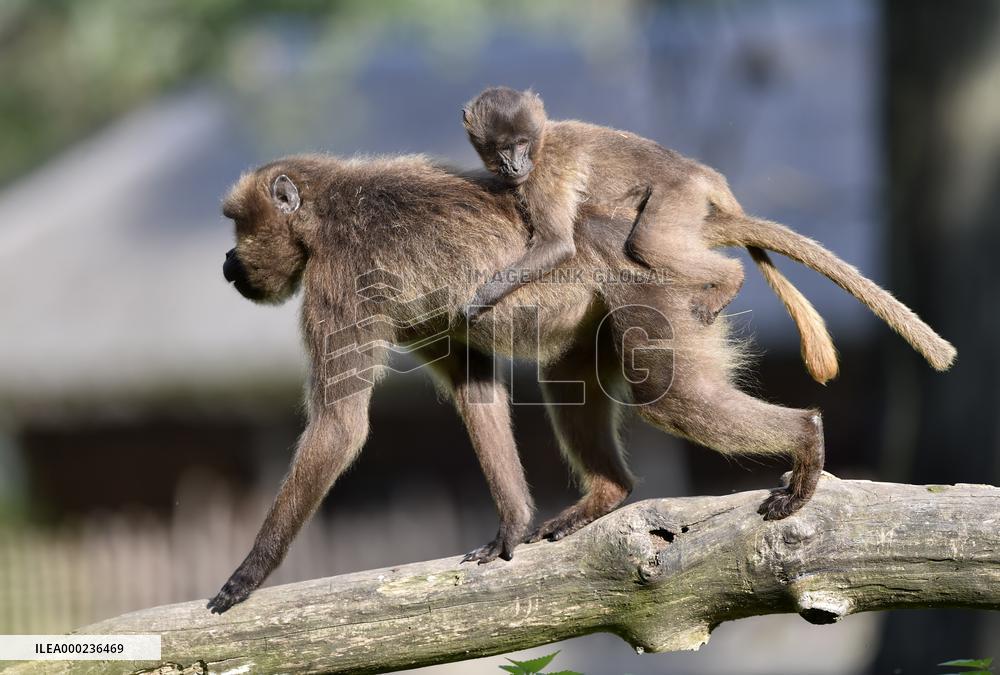 gelada (Theropithecus gelada), monkey