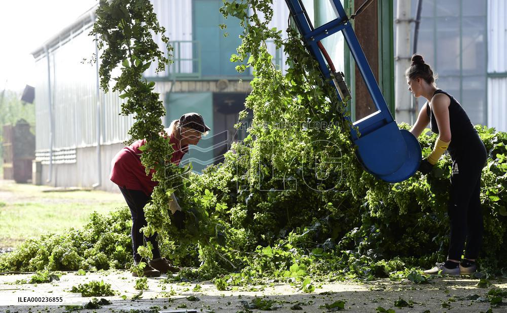 hops harvest