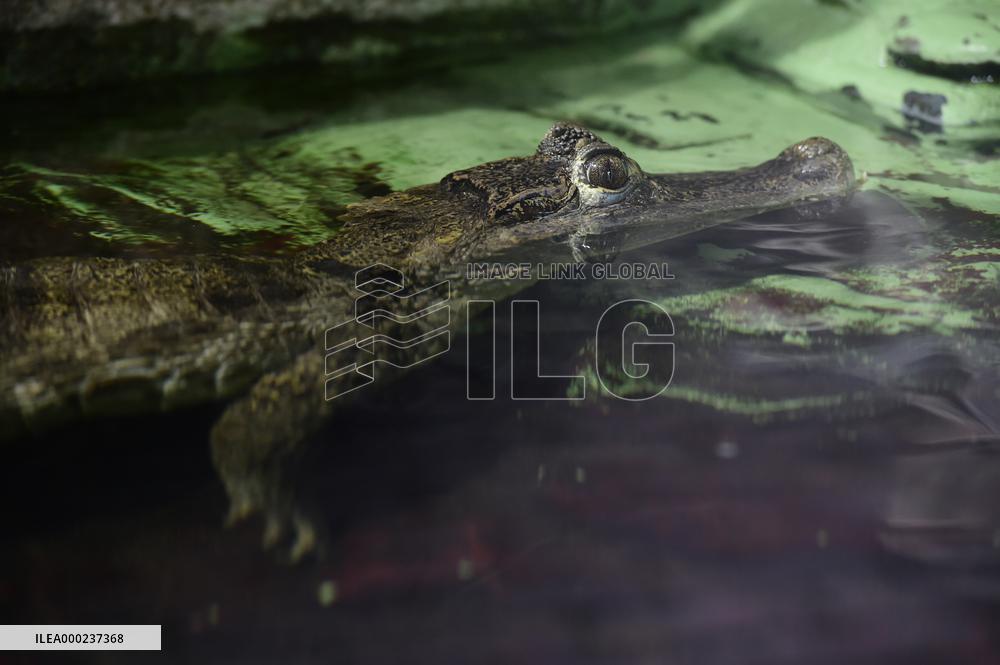 spectacled caiman (Caiman crocodilus)
