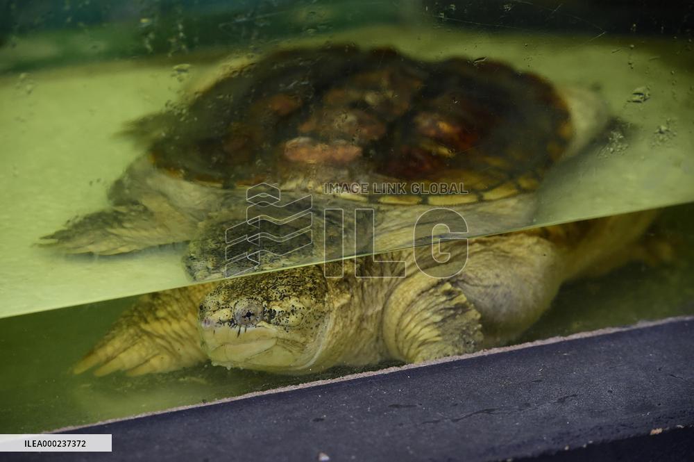 common snapping turtle (Chelydra serpentina)