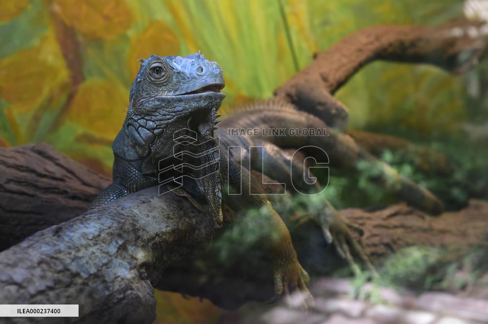 green iguana (Iguana iguana)
