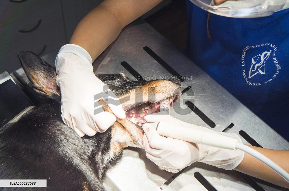 dog, tooth, teeth, veterinary dentistry, examination, vet, pet, veterinarian doctor, office, stomatology