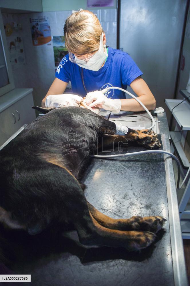 dog, tooth, teeth, veterinary dentistry, examination, vet, pet, veterinarian doctor, office, stomatology