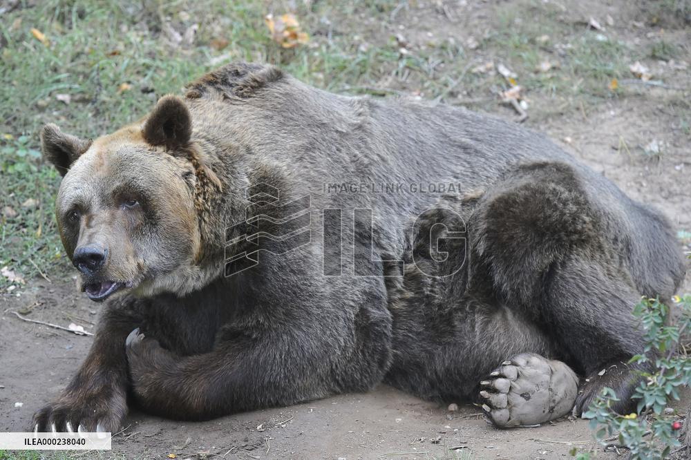 brown bear (Ursus arctos)