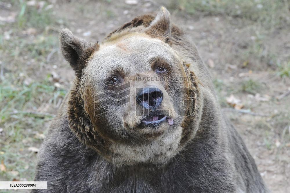 brown bear (Ursus arctos)