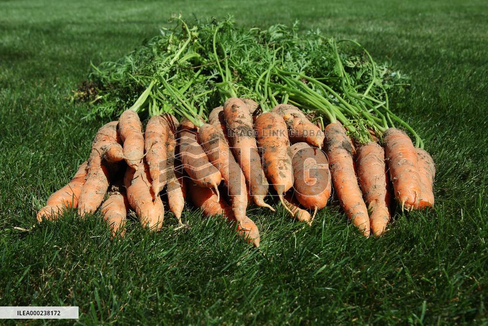 Carrots, vegetables