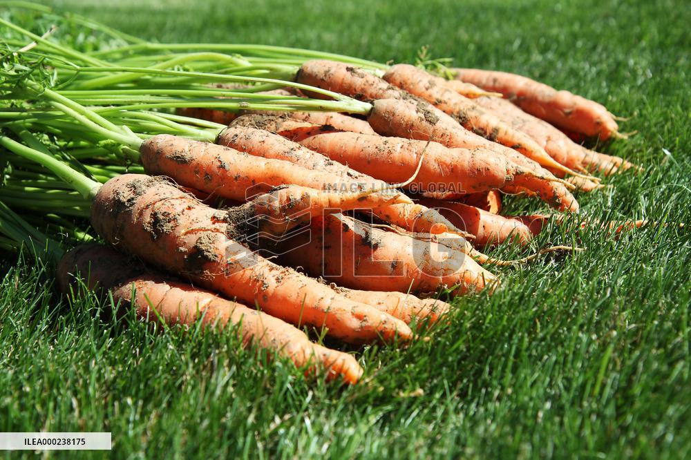 Carrots, vegetables