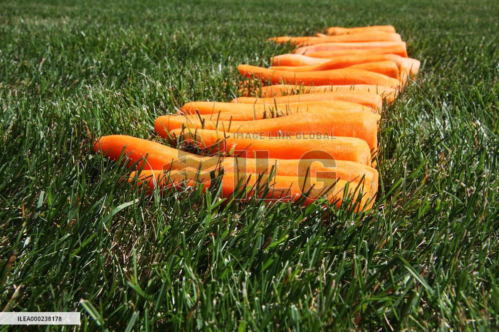 Carrots, peeled, scraped, vegetables