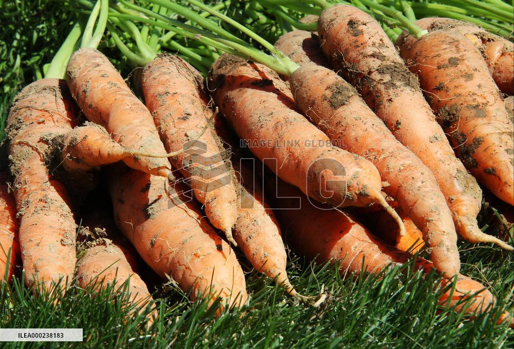 Carrots, vegetables