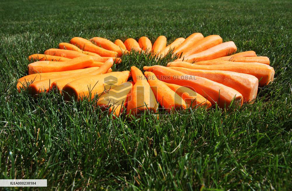 Carrots, peeled, scraped, vegetables
