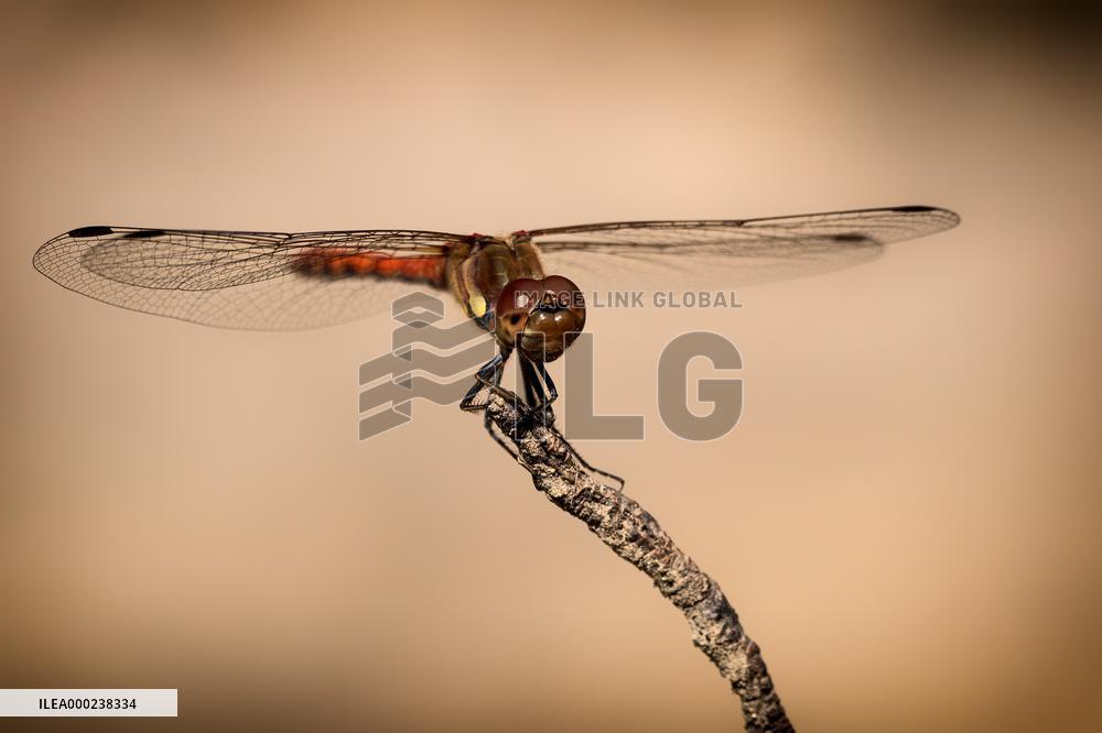 Common Darter