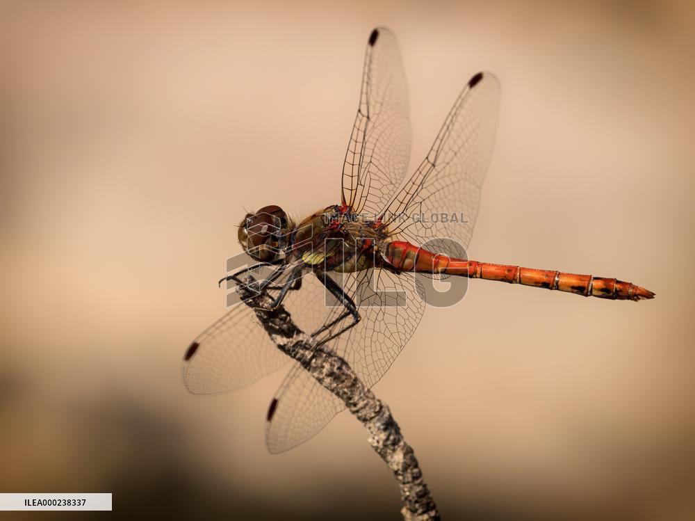 Common Darter