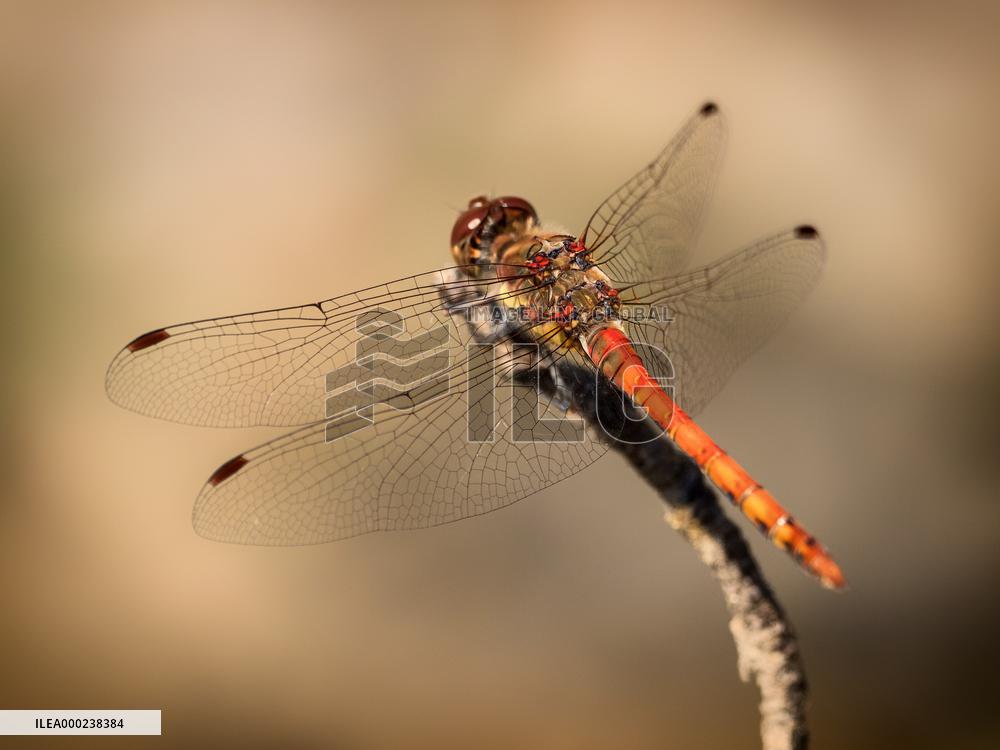 Common Darter