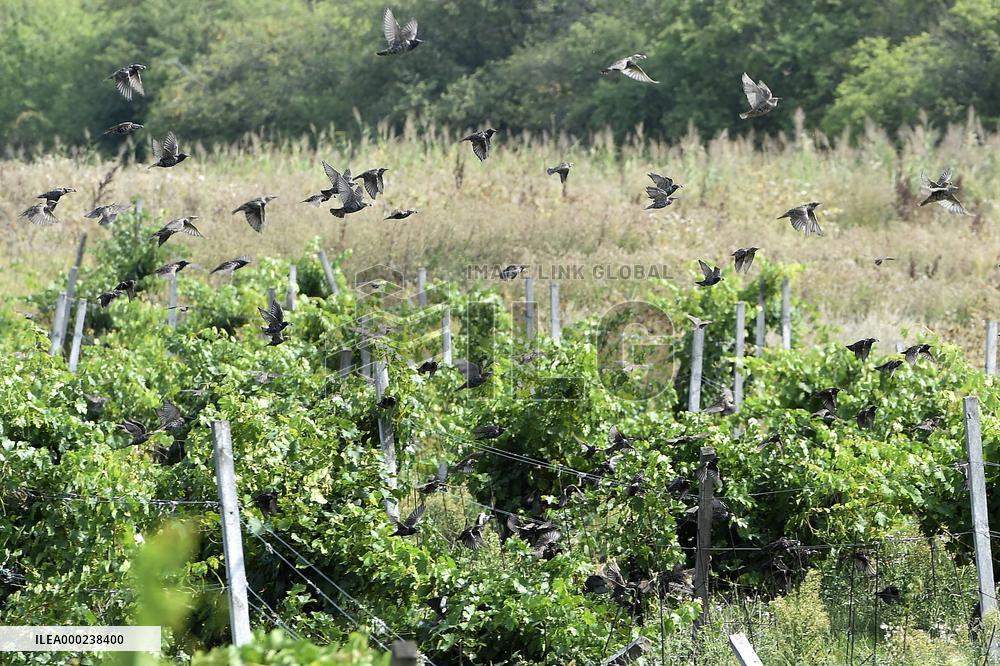 a flock of starlings, vineyard
