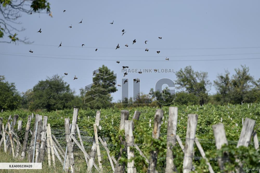 a flock of starlings, vineyard