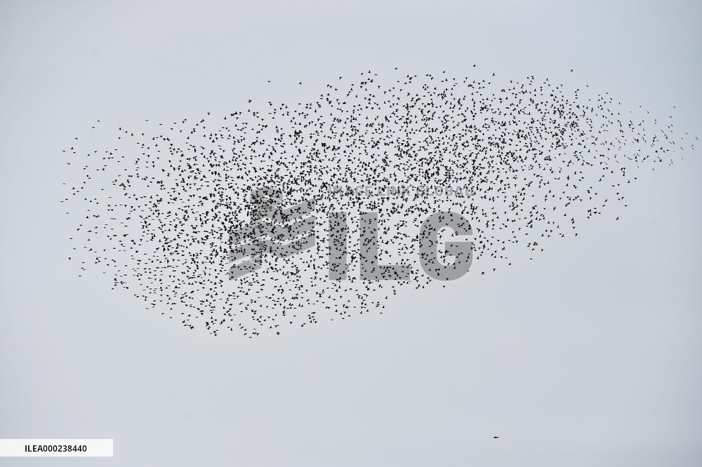 a flock of starlings, vineyard
