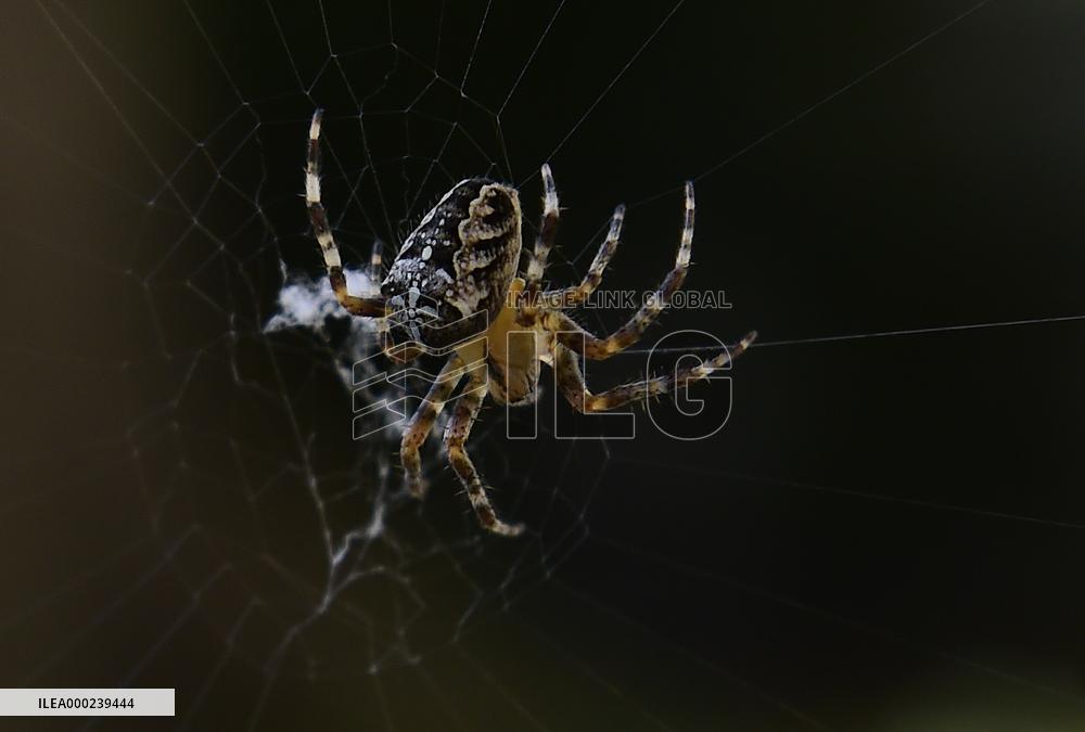 Garden spider (Araneus diadematus)