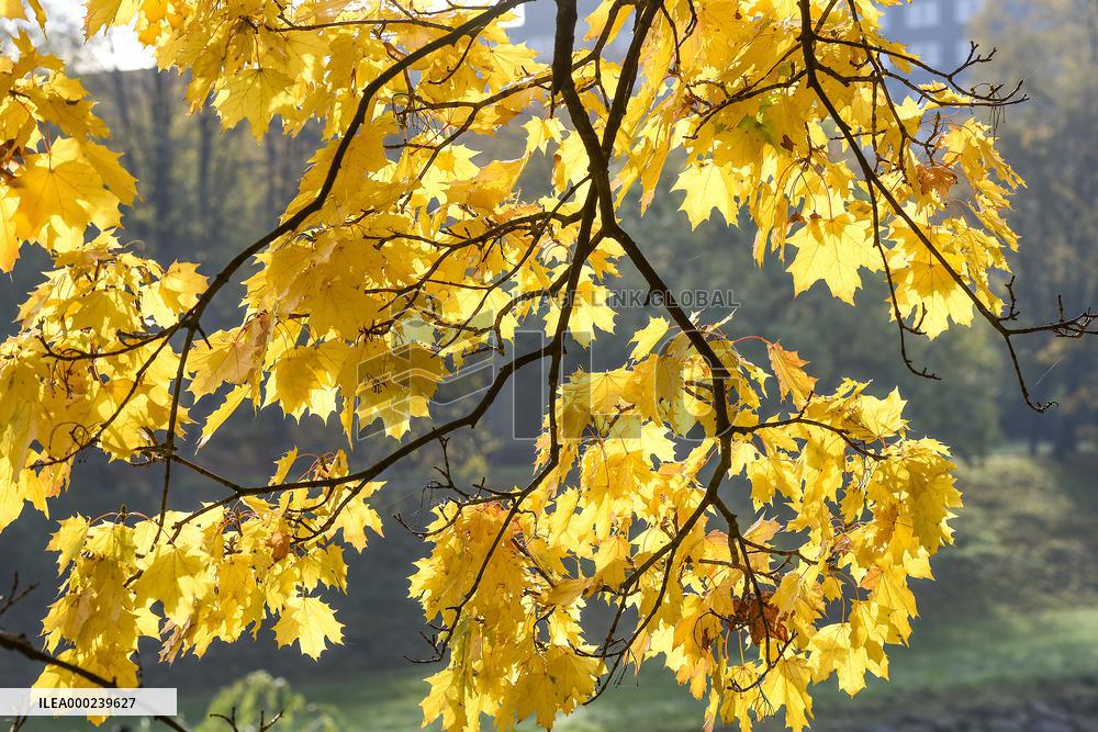 Autumn in Czech Republic, maple