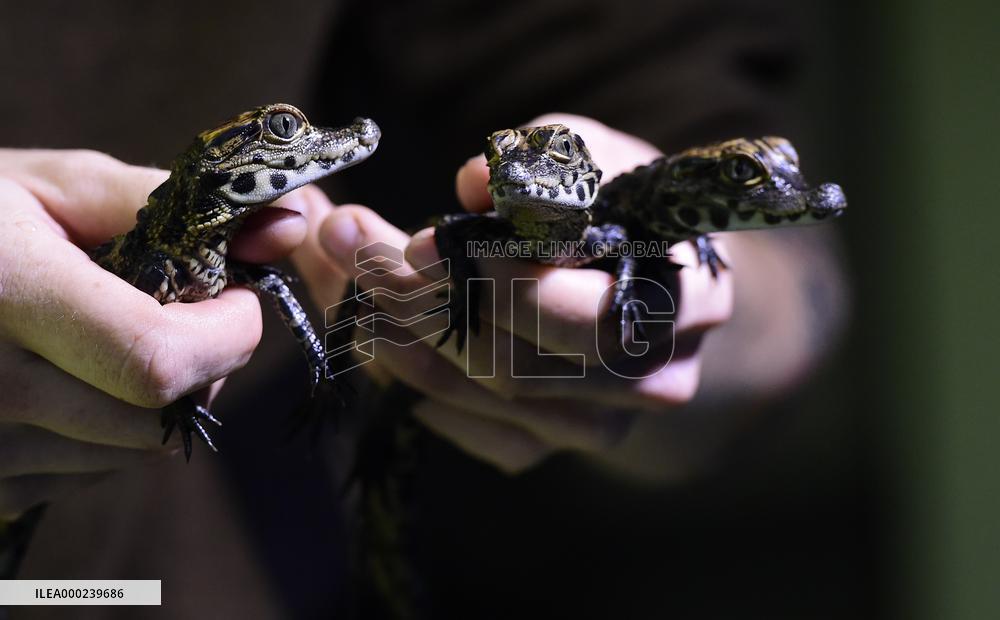 dwarf crocodile (Osteolaemus tetraspis), crocodiles, hatchling, hatchlings