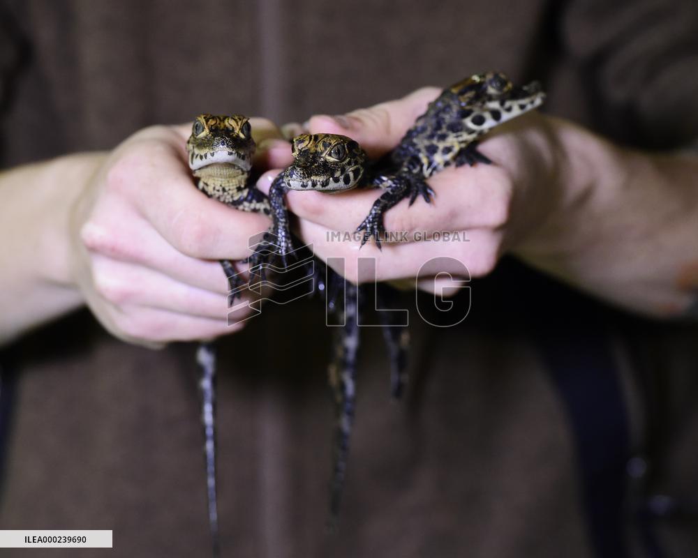 dwarf crocodile (Osteolaemus tetraspis), crocodiles, hatchling, hatchlings