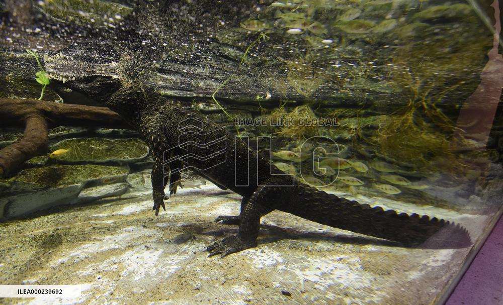 dwarf crocodile (Osteolaemus tetraspis)