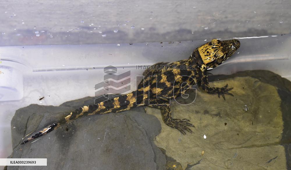 dwarf crocodile (Osteolaemus tetraspis), hatchling