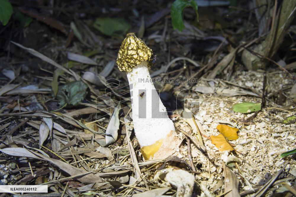 Common Stinkhorn, Phallus impudicus, mushroom, fly, flies, insects